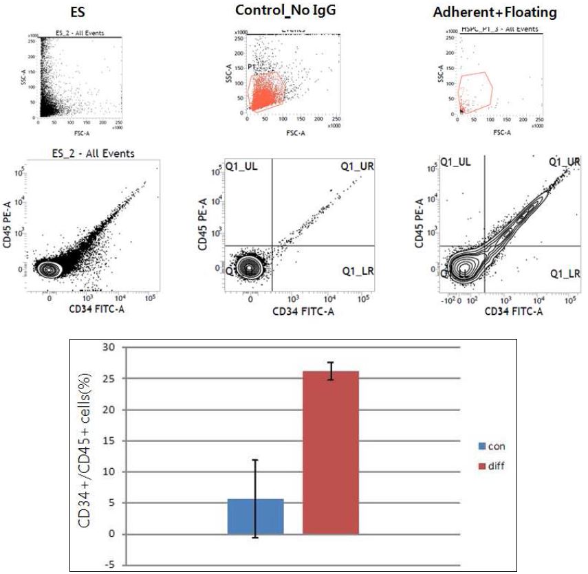 그림. 미분화(con) 및 최적화된 #1 protocol에 의한 분화유도(diff)시 hematopoietic progenitor population(CD34+/CD45+) FACS 분석