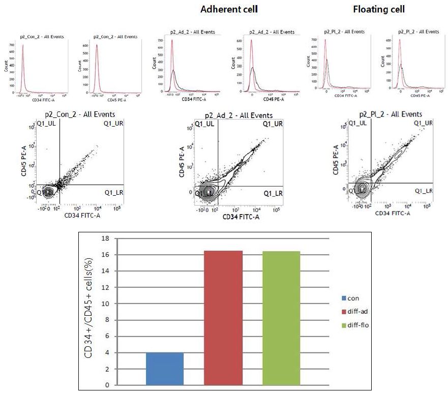 그림. 미분화(con) 및 #2 protocol에 의한 분화유도 후 부착세포(diff-ad) 및 부유세포(diff-flo)에서 hematopoietic progenitor population(CD34+/CD45+) FACS 분석