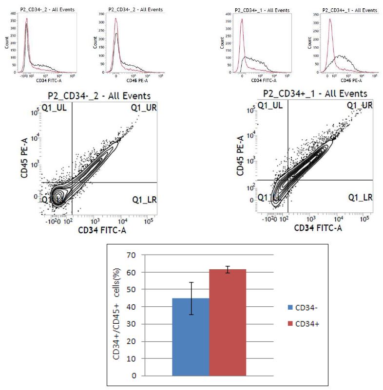 그림. #2 protocol에 의한 분화유도 및 CD34+ population에 대한 MACS sorting 후 hematopoietic progenitor population(CD34+/CD45+) FACS 분석