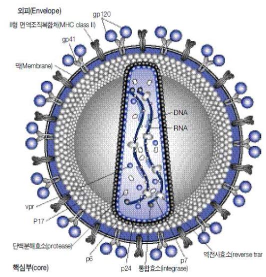 그림. 사람 면역결핍바이러스의 모형도