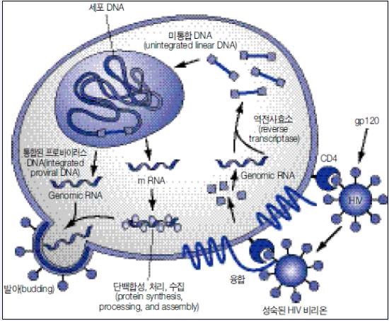 그림. T 세포에서 사람면역결핍바이러스의 증식 과정