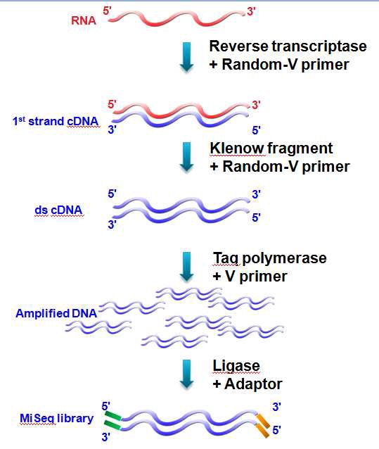 Viral metagenomic library 구축과정