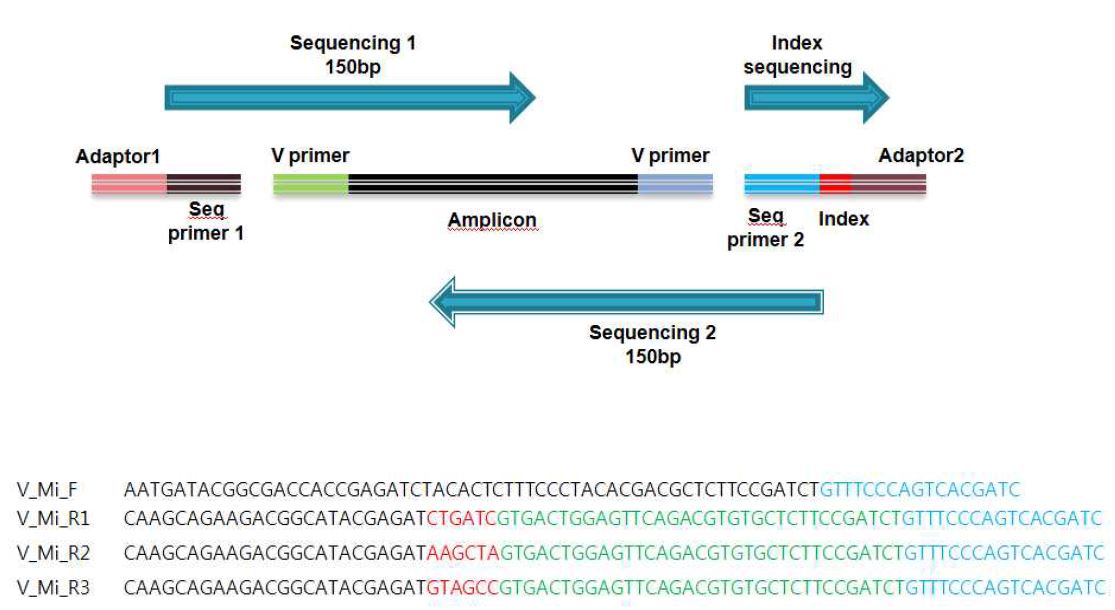 Illumina sequencing을 위한 PCR primer 및 seqeuncing primer 구조