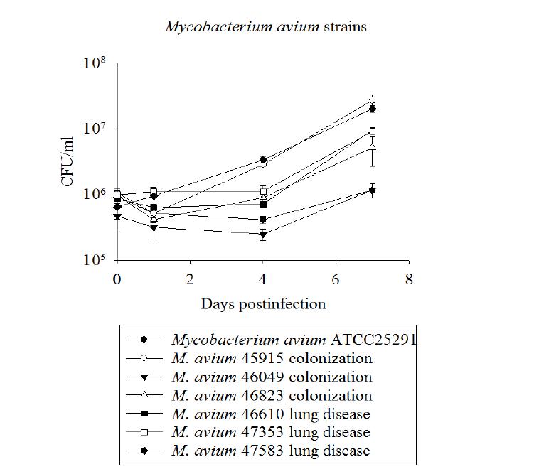 사람 큰포식세포에 감염된 M. avium species 균주의 생존율 비교