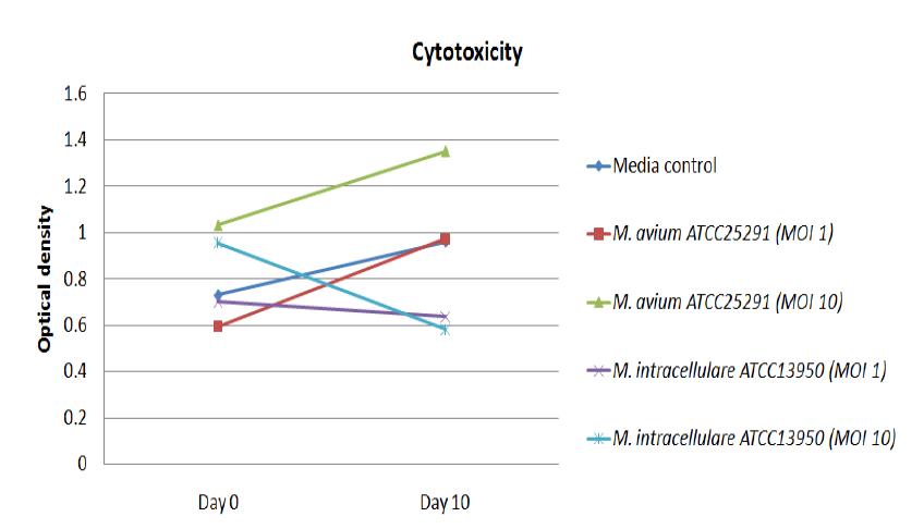 사람 큰포식세포에 감염된 M. avium ATCC25291 및 M. intracellulare ATCC13950 표준균주의 세포독성 비교