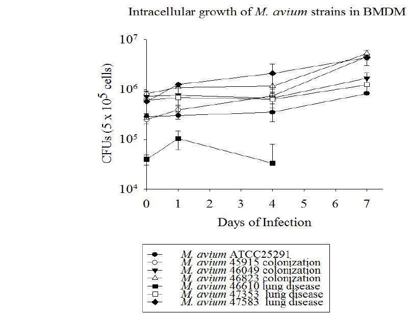 BMDM 감염 모델을 통한 M. avium strains의 세포내 생존율 비교