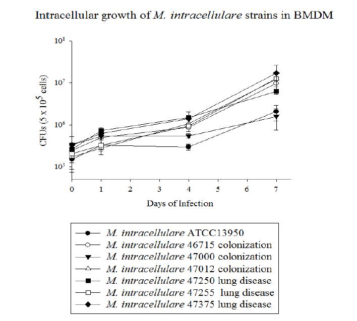 BMDM 감염 모델을 통한 M. intracellulare strains의 세포내 생존율 비교