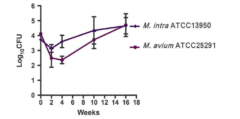 M. avium ATCC25291 표준균주 및 M. intracellulare (M. intra) ATCC13950 표준균주의 마우스 감염 후 성장곡선 비교