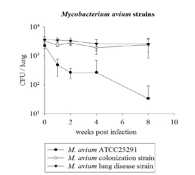 M. avium ATCC25291 표준균주 및 M. avium 45915, M. avium 47583 균주의 마우스 감염 후 성장곡선 비교