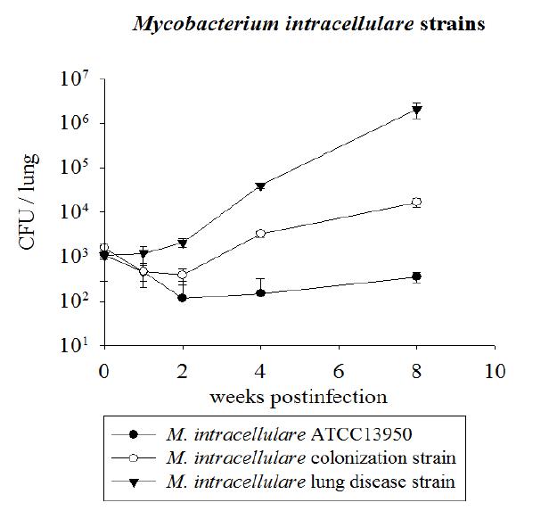 M. intracellulare ATCC13950 표준균주 및 M. intracelluare 47000, M. intracellulare 47250 균주의 마우스 감염 후 성장곡선 비교