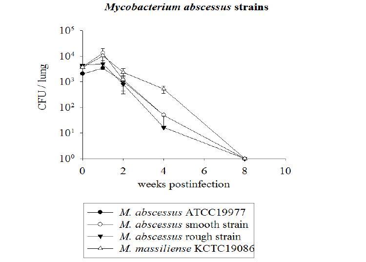 M. abscessus ATCC19977 표준균주 및 M. abscessus 46288, M. abscessus SNU21, M. massiliense KCTC19086 표준균주의 마우스 감염 후 성장곡선 비교.