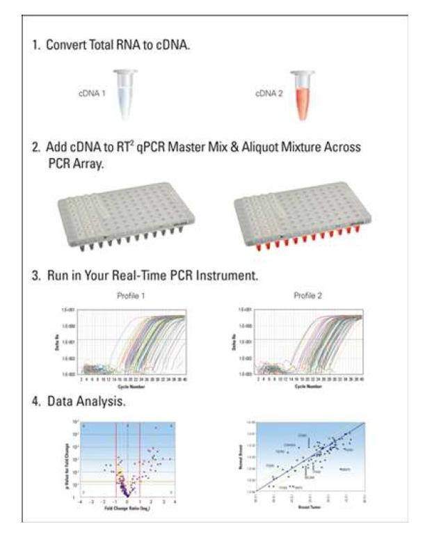 PCR-array 순서도