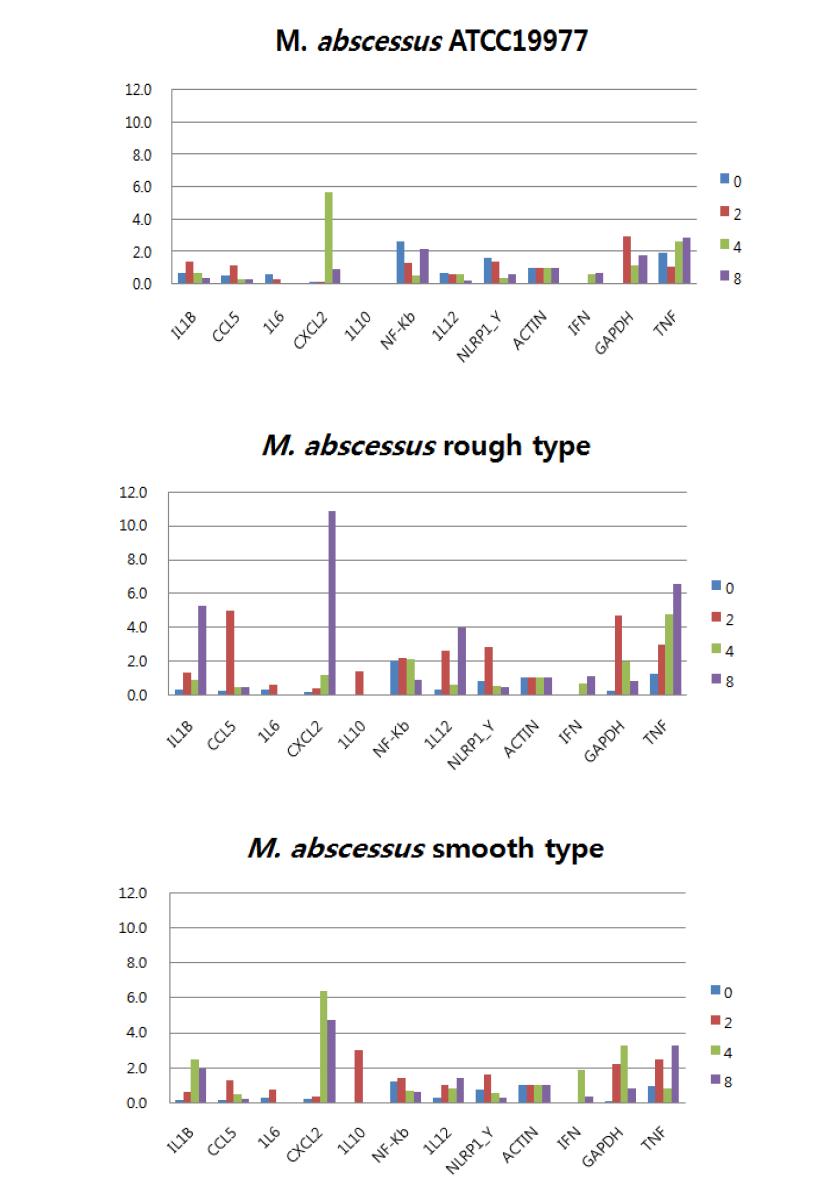 M. abscessus strain에 의해 감염된 마우스 폐조직 RNA를 이용한 RT-PCR 결과