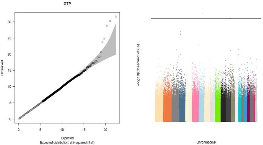 그림 8 -GTP의 GWAS 결과