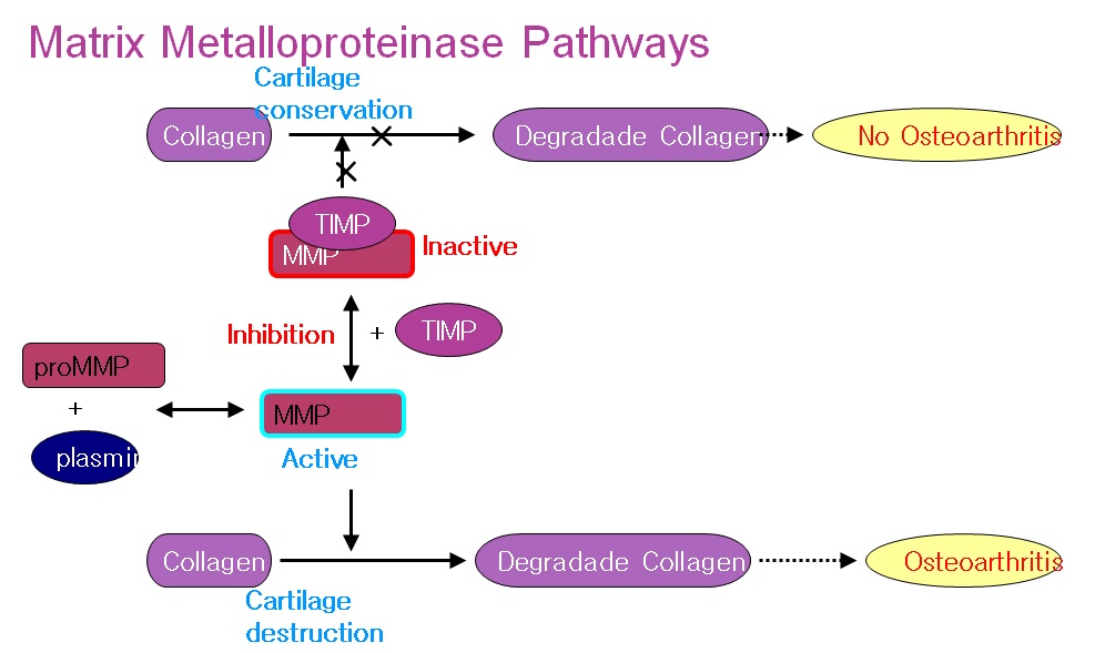 그림 9 MMP의 pathway