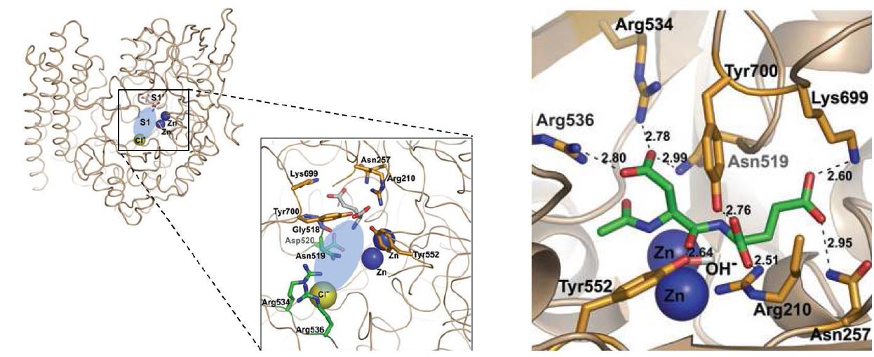 그림 6. GCPII extracellular domain의 아미노산 구조