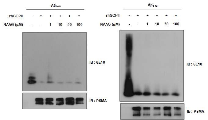 그림 12. NAAG가 rhGCPII에 의한 아밀로이드 베타 분해능에 미치는 영향