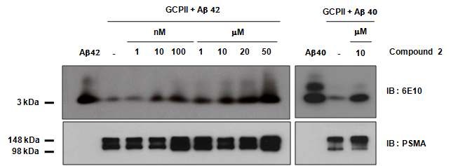 그림 15. Compound 2에 의한 GCPII의 아밀로이드 베타 분해능 변화