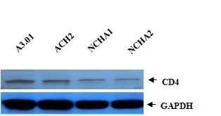 Figure 2. expression of CD4 receptors in NCHA cells.