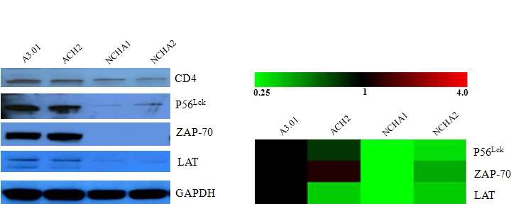 Figure 4. Expression of c-Jun and Binding activity of AP-1.