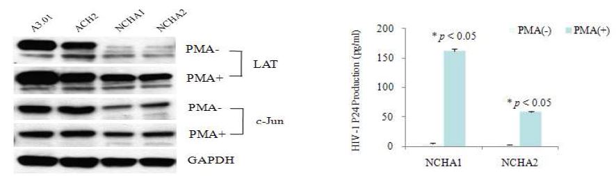 Figure 6. The expression levels of specific genes, LAT and c-Jun, were evaluated by Western blot analysis before (-) and after (+) PMA treatment