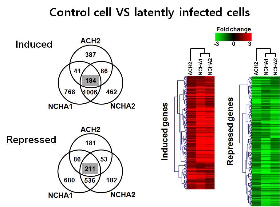 Figure 11. Venn diagram and Hierarchical clustering of overlapping genes in the induced or repressed genes among HIV-1 latently infected cells compared to normal cells (A3.01).