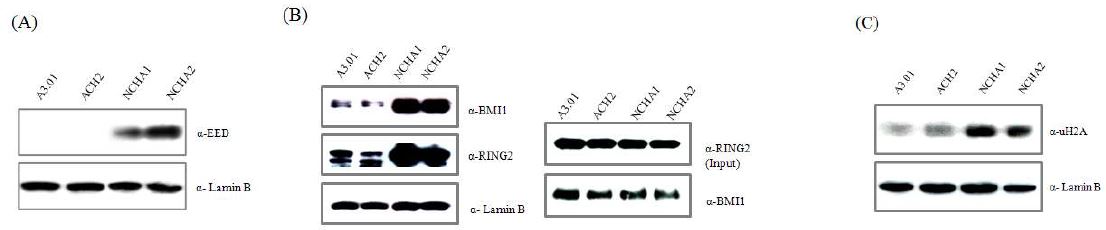 Figure 15. Induction of HIV-1 gene silencing by polycomb group proteins