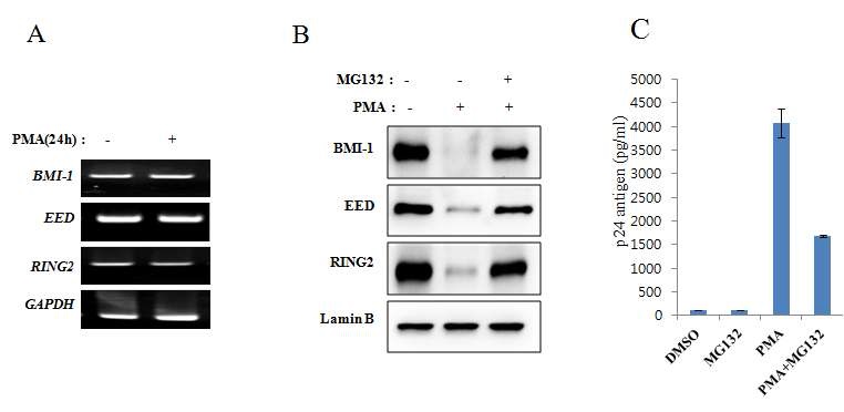 Figure 17. PMA-induced downregulation of PRC proteins was clearly abrogated in the presence of MG132