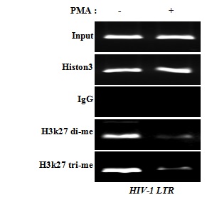 Figure 18. Histone H3 methylation of the LTR decreased during HIV reactivation