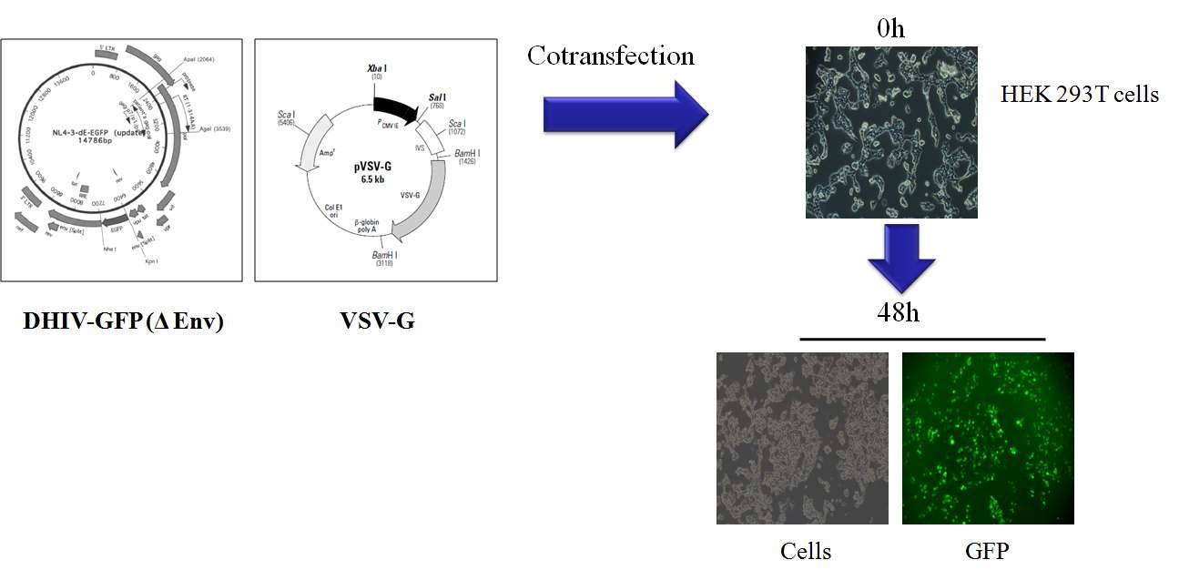 Figure 19. The 293T Cells were cotransfected with pNL4.3-deltaE-EGFP and pVSV-G.