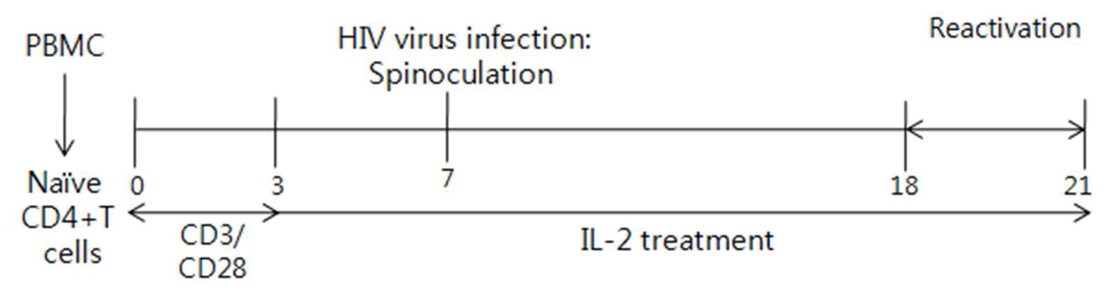 Figure 20. Protocol for generation of memory T cells ex vivo.