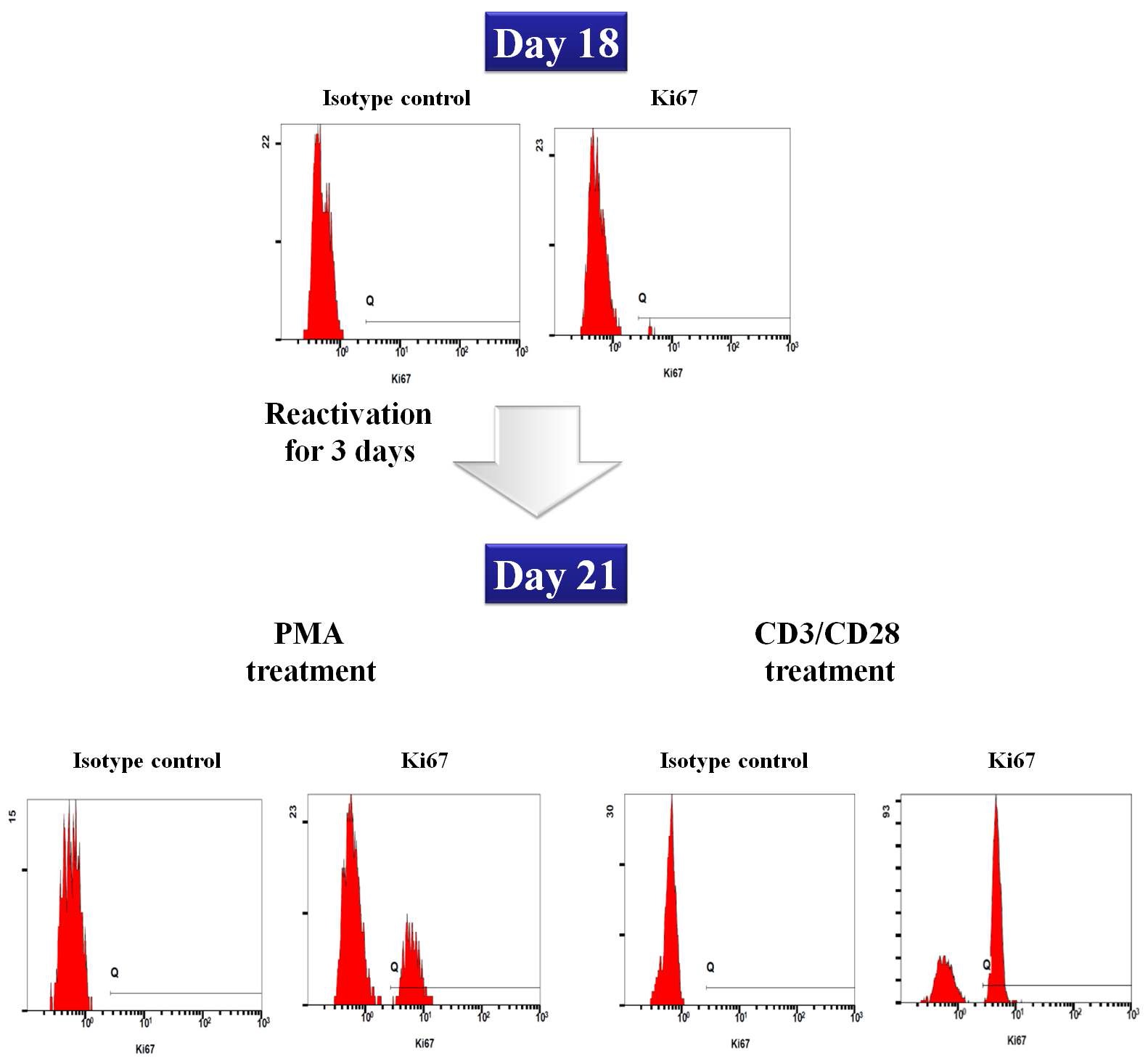 Figure 25. Flow cytometry of Ki67 expression in primary HIV-1 infected CD4+ T cells