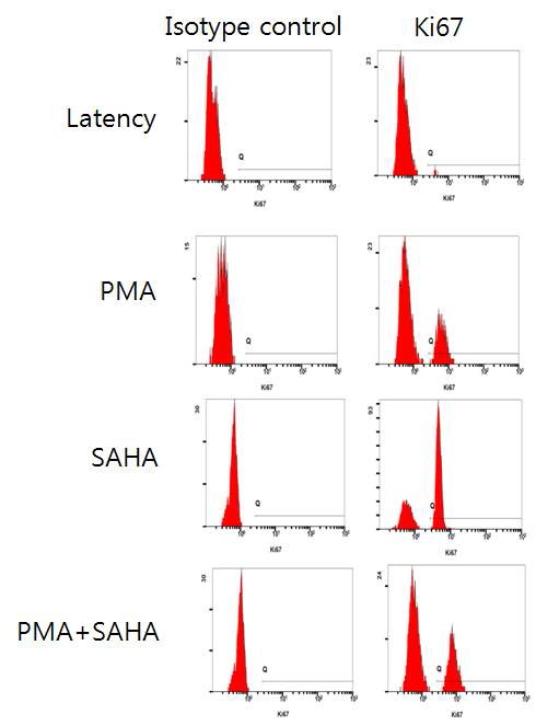 Figure 27. Flow cytometry of Ki67 expression by PMA and/or SAHA in primary HIV-1 infected CD4+ T cells