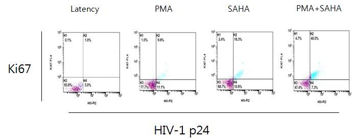 Figure 28. Flow cytometry of Ki67 expression in primary HIV-1 infected CD4+ T cells.