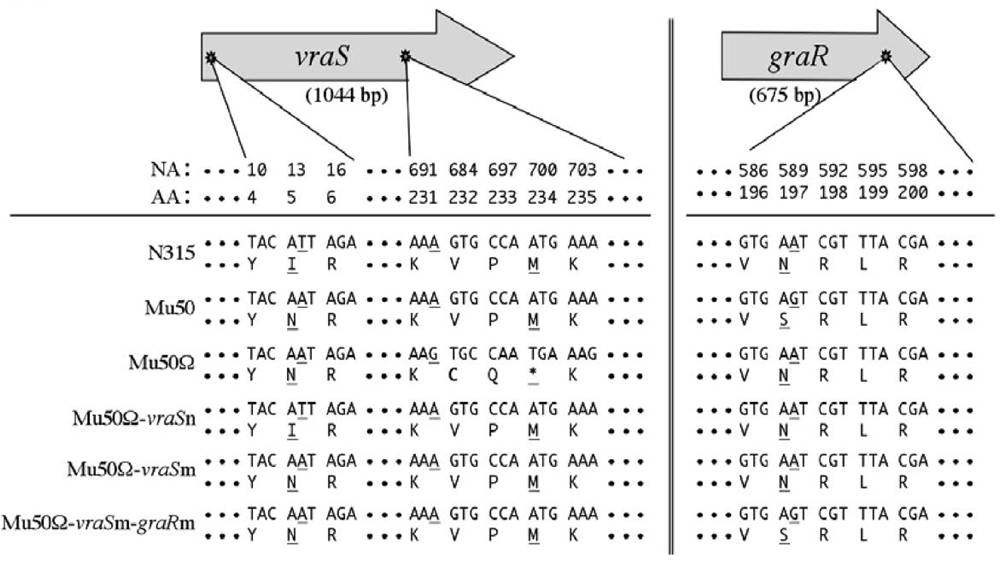 그림 2. VISA인 S. aureus Mu50균에서 발견된 graSR, vraSR 유전자의 point muation