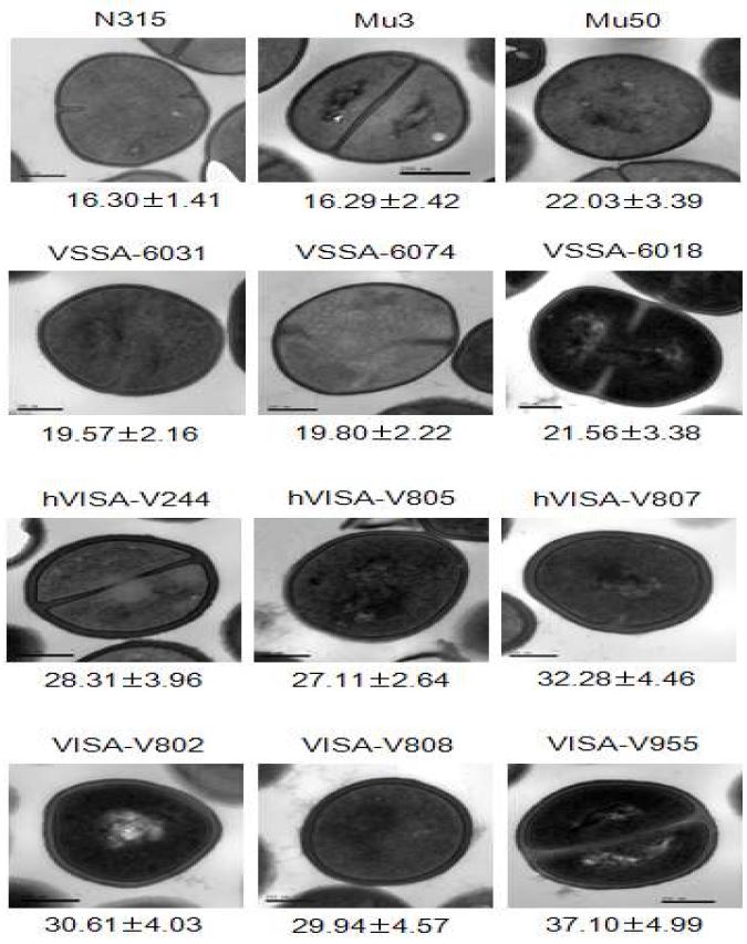 그림 8. VSSA, hVISA, VISA 균주의 투과전자현미경 사진