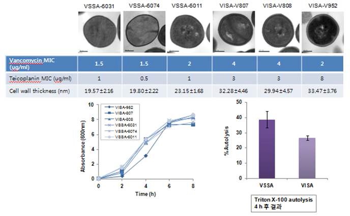 그림 9. VISA 균주의 MIC에 따른 세포벽 두께 변이와 성장곡선 및 autolysis 관찰