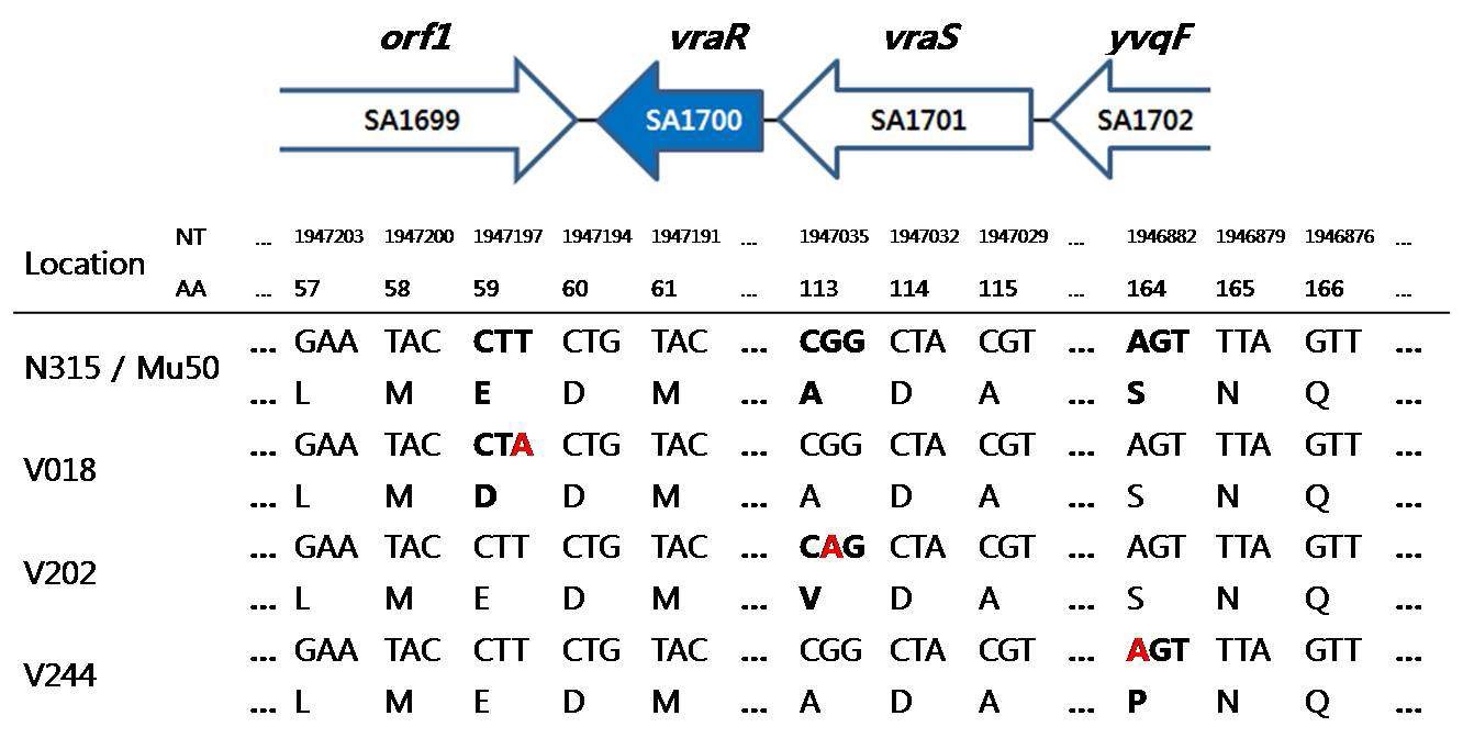 Figure 15. vraR 유전자의 위치 및 염기서열