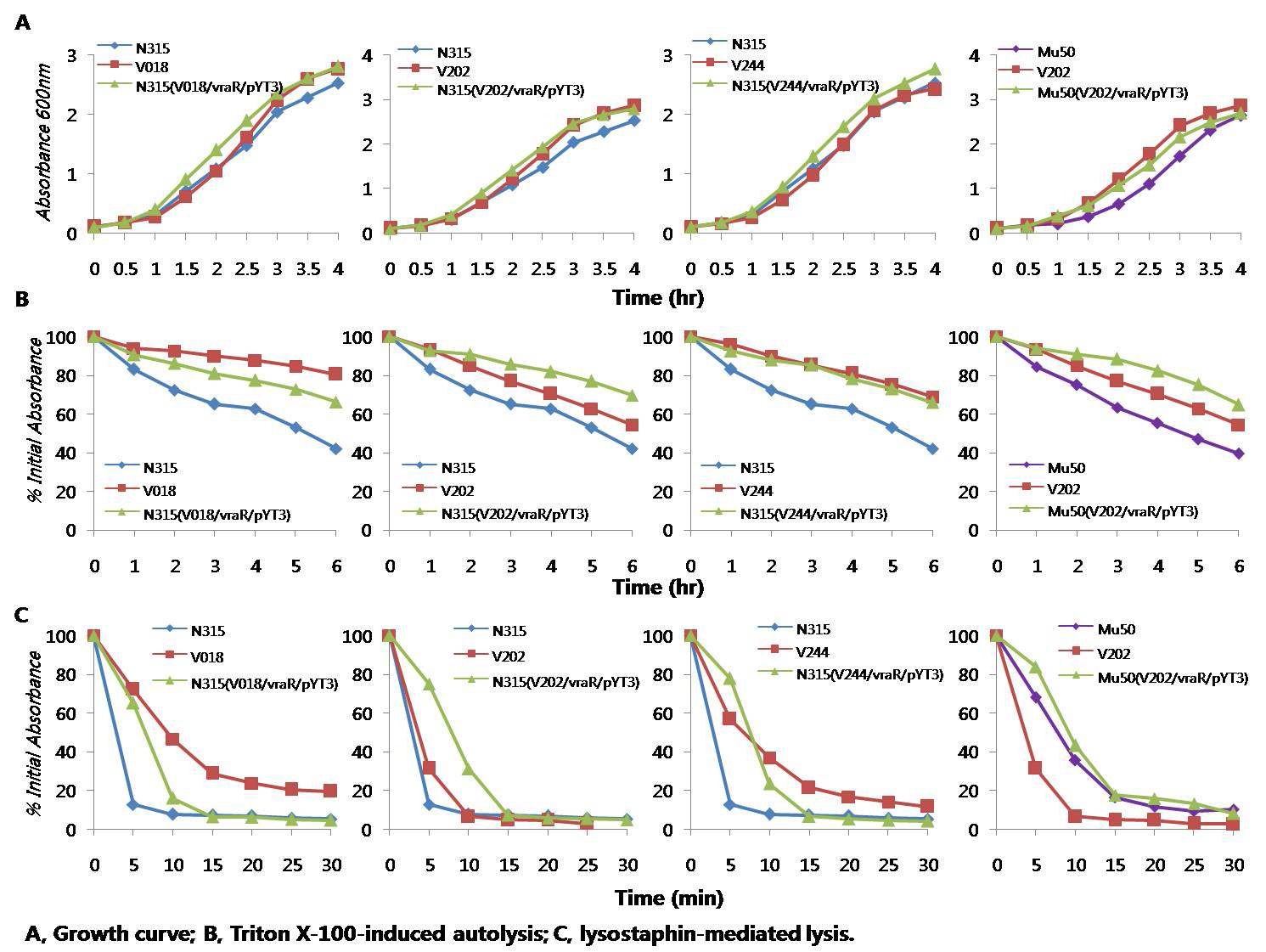 그림 18. vraR 유전자의 point mutation을 과다발현시킨 균주와 모균주의 성장 곡선, autolysis, lysostaphin lysis를 측정한 결과
