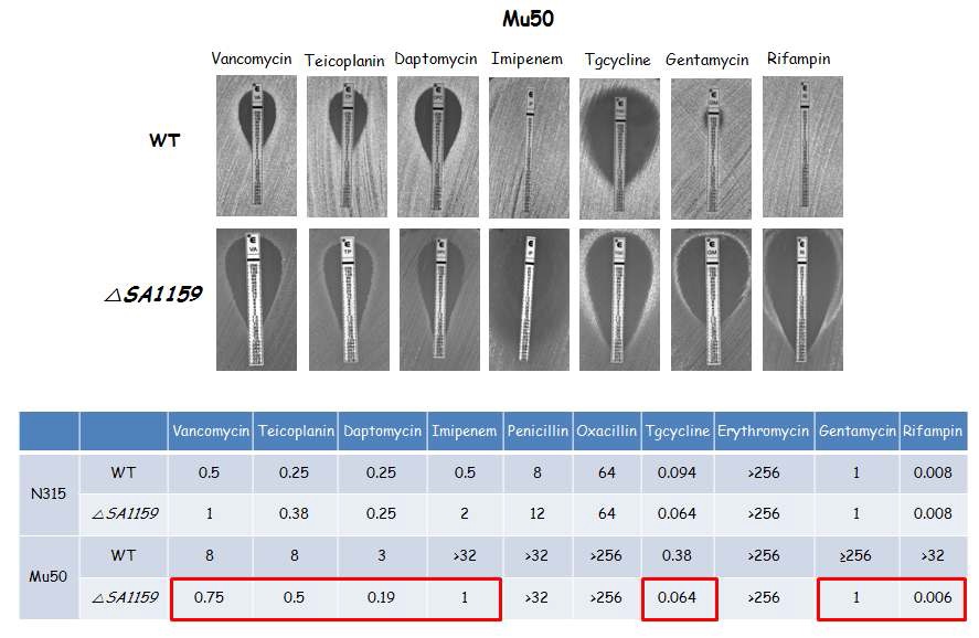 그림 19. SA1159 유전자를 제거한 S. aureus N315, S. aureus Mu50 균주의 항균제에 대한 감수성 시험 결과
