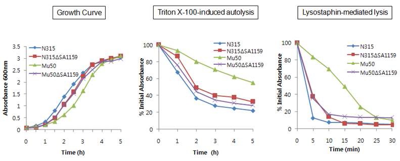 그림 20. SA1159(luxR) 돌연변이 균주와 모균주간의 성장곡선, autolysis, lysostaphin에 대한 lysis 분석 결과