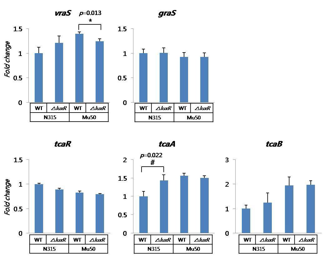그림 21. SA1159(luxR) 유전자를 제거한 S. aureus N315, S. aureus Mu50 균주의 TCRS 유전자에 대한 발현 특성 분석 결과