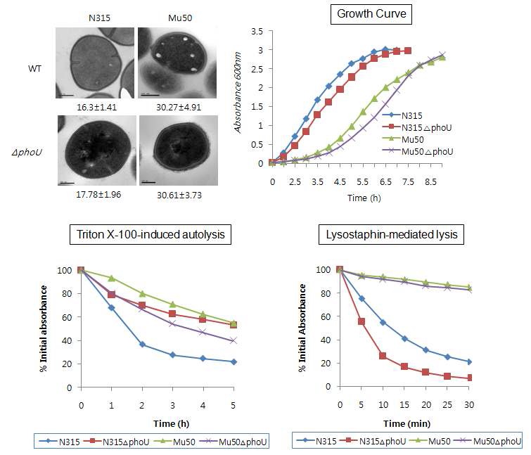 그림 23. phoU 돌연변이 균주와 모균주간의 성장곡선, autolysis, lysostaphin에 대한 lysis 분석 결과