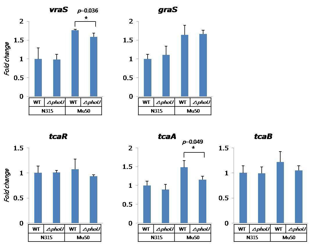 그림 24. phoU 유전자를 제거한 S. aureus N315, S. aureus Mu50 균주의 TCRS 유전자에 대한 발현 특성 분석 결과