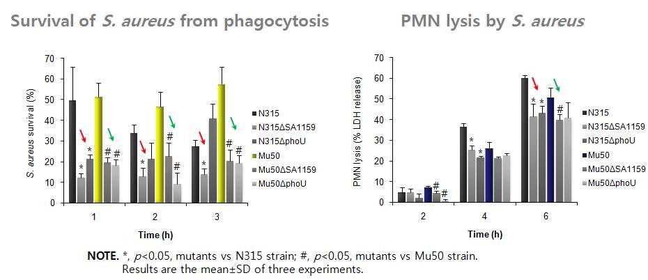 그림 28. 모균주인 S. aureus N315, S. aureus Mu50 균주와 SA1159, phoU 돌연변이 균주의 PMN에 의한 phagocytosis와 PMN lysis율 분석