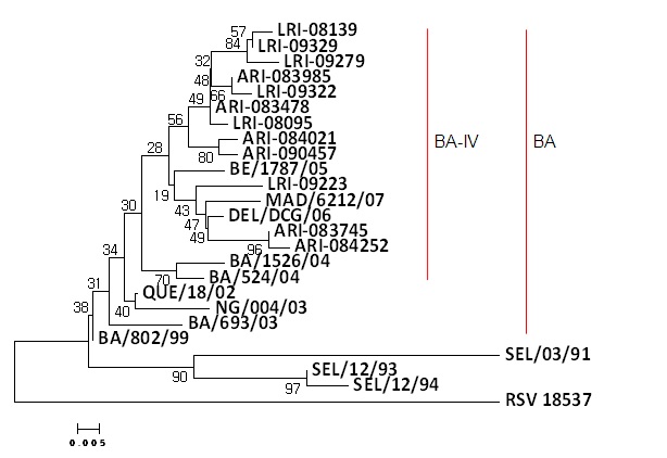 Figure 4. RSV B 서브그룹에 속하는 바이러스의 phylogenetic tree