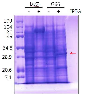 Figure 12. 대장균에서 G 단백질 Overexpression을 SDS-PAGE gel에서 확인