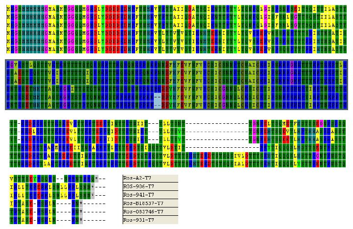 Figure 13. Putative amino acid alignment of expressed G proteins based on nucleotide sequence analysis from plasmid clones