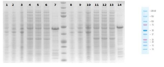 Figure 17. Purification profiles of native RSV-B083746, B931 protein expressed in prokaryotive cells