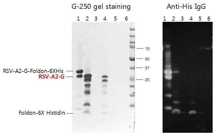 Figure 25. Thrombin resin을 통한 Foldon-His tagging과 분리된 RSV-A2-G western blot 및 gel staining 결과